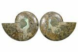 Cut & Polished, Agatized Ammonite Fossil - Madagascar #348981-1